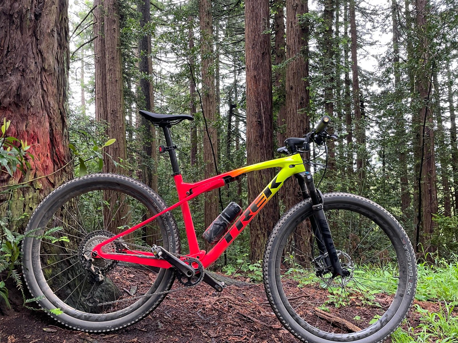 mountain bike in redwoods