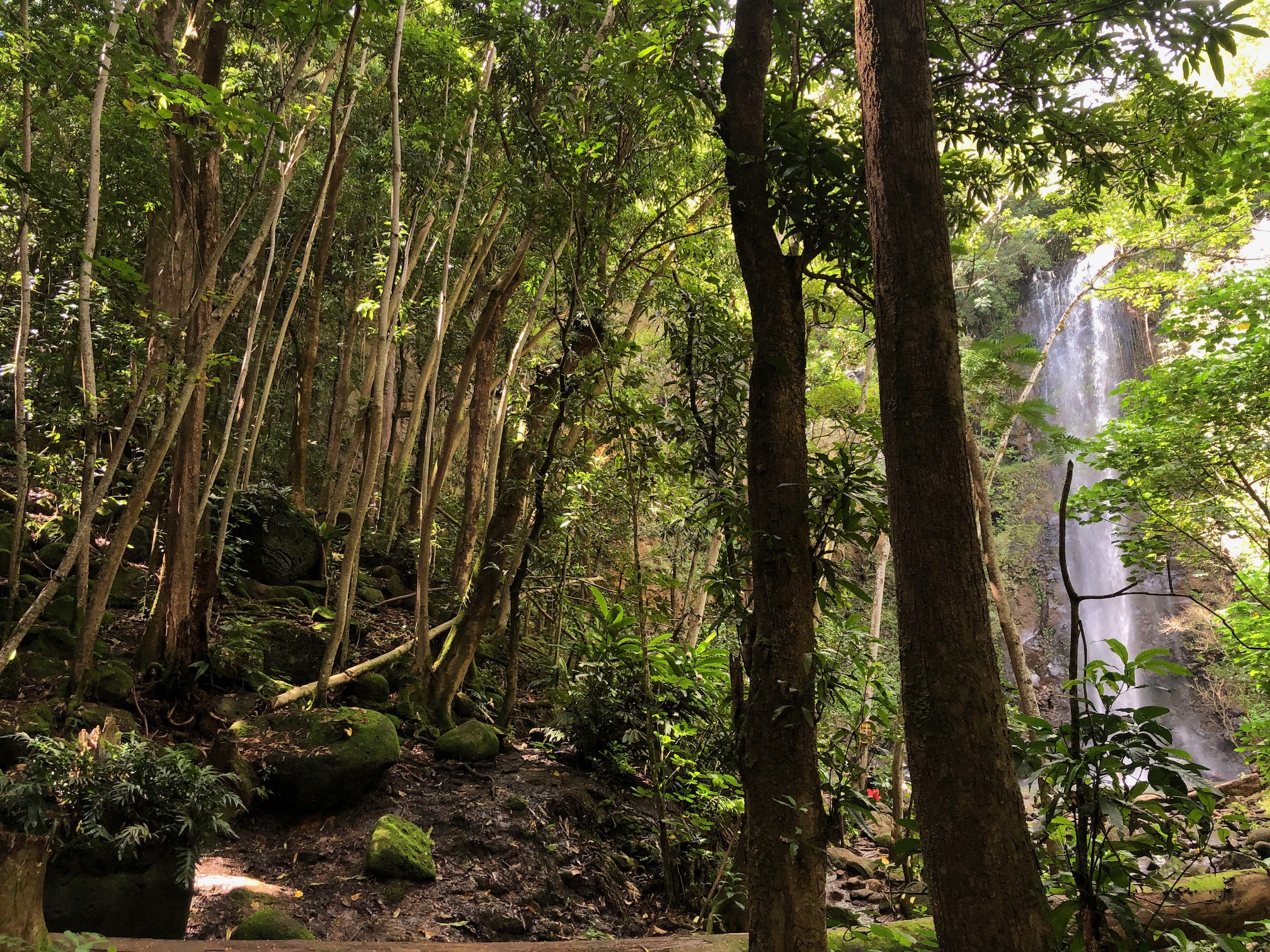 secret falls through the forest