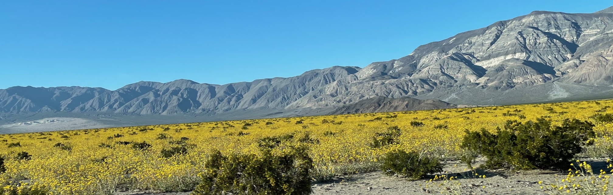 yellow flowers covering canyon floor